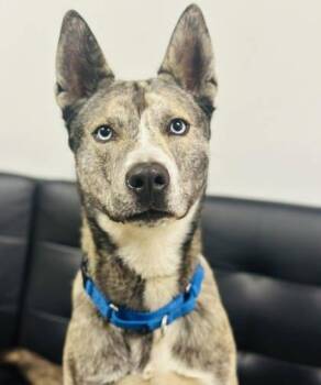 Mixed Breed Dogs Available for Adoption - Christian (Malibu) | PetCurious