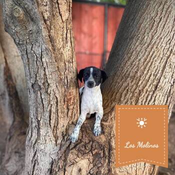 Storm -  Australian Cattle Dog Blue Heeler Dog for Adoption in St. Augustine, Florida - Storm | PetCurious