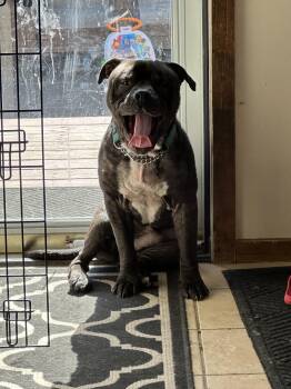 Mixed Breed Dogs Available for Adoption - Toby Q | PetCurious