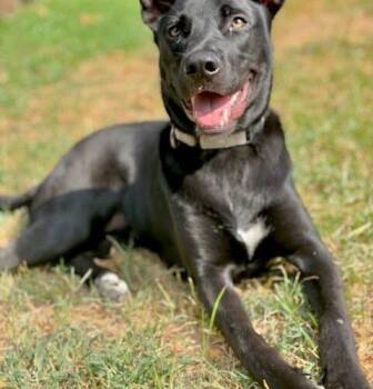 Pepper -  German Shepherd Dog and Black Labrador Retriever Dog for Adoption in Broken Arrow, Oklahoma - Pepper | PetCurious
