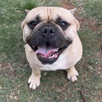 French Bulldog Dogs Available for Adoption in Pelham, New Hampshire - Benny  | PetCurious