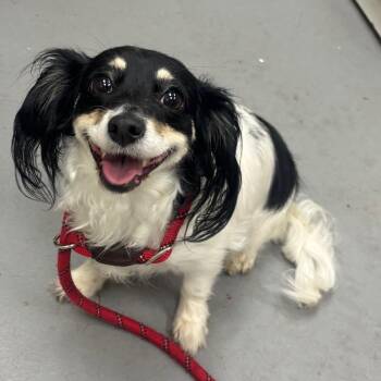 Lady -  Mixed Breed Dog for Adoption in Columbus, Georgia - Lady | PetCurious
