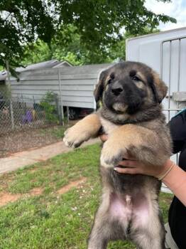 Anatolian Shepherd and Mixed Breed Dogs Available for Adoption in Oklahoma City, Oklahoma - A473638 | PetCurious