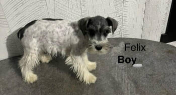Rescue Schnauzer Dogs for Adoption in Los Angeles, California - Felix | PetCurious
