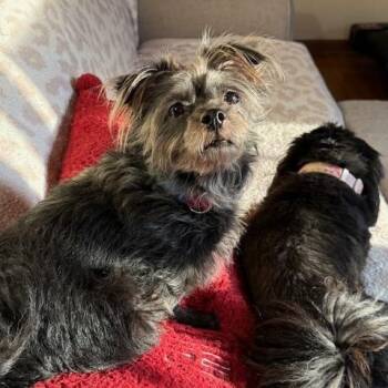 Yorkshire Terrier Dogs Available for Adoption in New York, New York - Hazel | PetCurious