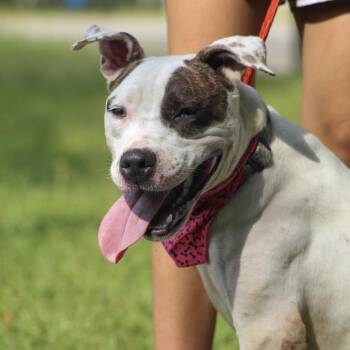 Congaree -  Pit Bull Terrier Dog for Adoption in Columbia, South Carolina - Congaree | PetCurious