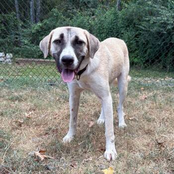 (Found) Trinity -  Shepherd and Mixed Breed Dog for Adoption in Cabot, Arkansas - (Found) Trinity | PetCurious