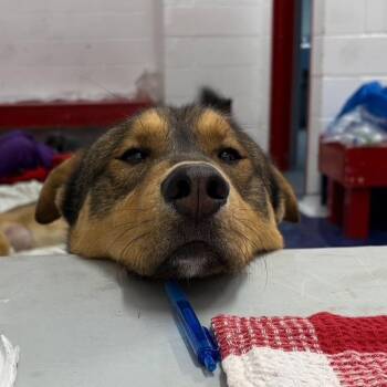 Rescue German Shepherd Dog and Husky Dogs for Adoption in Richmond Hill, Ontario - Jacob | PetCurious