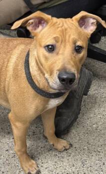 Mak -  Terrier and Mixed Breed Dog for Adoption in Saint Clairsville, Ohio - Mak | PetCurious