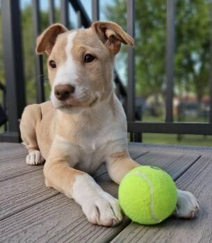 Honey -  Labrador Retriever Dog for Adoption in Cottage Grove, Minnesota - Honey | PetCurious