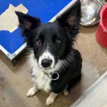 River -  Border Collie Dog for Adoption in Stephenville, Texas - River | PetCurious