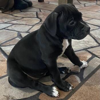 Mixed Breed Dogs Available for Adoption in Pinellas Park, Florida - Guinness (Brandy) | PetCurious