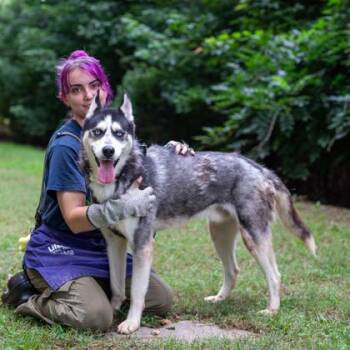 Kyle Petty -  Mixed Breed Dog for Adoption in Chamblee, Georgia - Kyle Petty | PetCurious