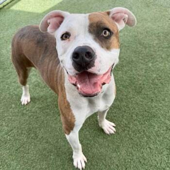 Ranger -  Pit Bull Terrier Dog for Adoption in Hawthorne, California - Ranger | PetCurious