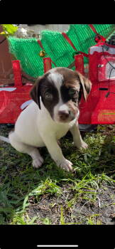 Rescue Labrador Retriever and Terrier Dogs for Adoption in West Palm Beach, Florida - Daisy * | PetCurious