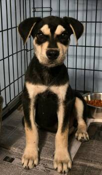 Delmar -  German Shepherd Dog and Husky Dog for Adoption in El Dorado, Arkansas - Delmar | PetCurious