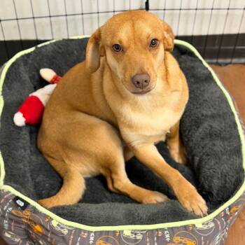 Mixed Breed Dogs Available for Adoption - Leash-er Keys | PetCurious