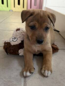 Patterdale Terrier Fell Terrier and Terrier Dogs Available for Adoption in Phoenix, Arizona - Cayenne | PetCurious