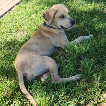 Atlas -  Mountain Cur and Mixed Breed Dog for Adoption in Hobe Sound, Florida - Atlas | PetCurious
