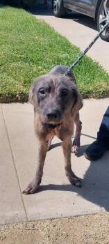 Rescue Labrador Retriever and Schnauzer Dogs for Adoption in Chula Vista, California - MAZIE | PetCurious