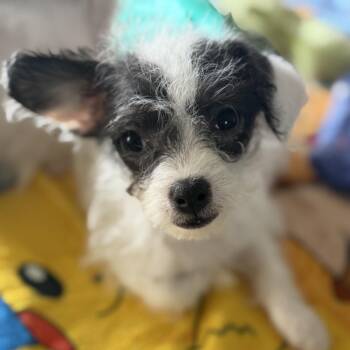Evee -  Maltese and Chihuahua Dog for Adoption in Baton Rouge, Louisiana - Evee | PetCurious