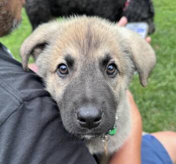Stout -  Mastiff and German Shepherd Dog Dog for Adoption in Poplar Grove, Illinois - Stout | PetCurious