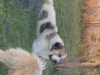 Great Pyrenees Dogs Available for Adoption in Quinlan, Texas - Doc ATX | PetCurious