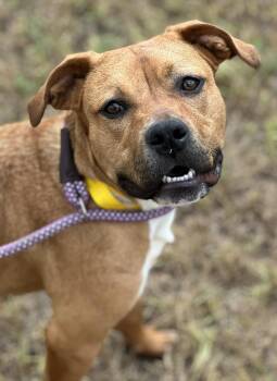 Suki -  Boxer and Pit Bull Terrier Dog for Adoption in Houston, Texas - Suki | PetCurious