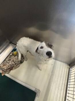 Wilbur -  Terrier Dog for Adoption in Kalamazoo, Michigan - Wilbur | PetCurious