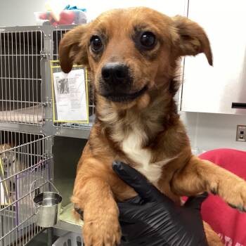 Rescue Chihuahua and Dachshund Dogs for Adoption in Abilene, Texas - Toby | PetCurious