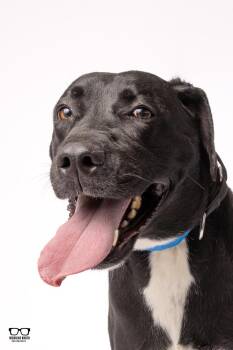 Joel -  Labrador Retriever Dog for Adoption in Hoffman Estates, Illinois - Joel | PetCurious
