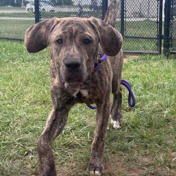 Chip -  Mastiff and Mixed Breed Dog for Adoption in York, Pennsylvania - Chip | PetCurious
