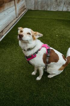 Australian Cattle Dog Blue Heeler Dogs Available for Adoption in Jackson, Wyoming - Cheddar | PetCurious