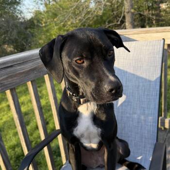 Labrador Retriever and Pit Bull Terrier Dogs Available for Adoption in Columbia, South Carolina - Lilo | PetCurious