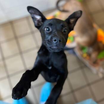 June -  Mixed Breed Dog for Adoption in New York, New York - June | PetCurious