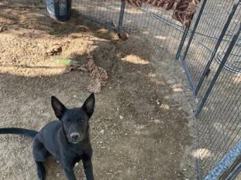Zara -  Belgian Shepherd Malinois and Mixed Breed Dog for Adoption in El Paso, Texas - Zara | PetCurious