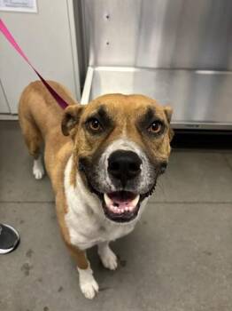 Fred -  Pit Bull Terrier and Mixed Breed Dog for Adoption in Fresno, California - Fred | PetCurious