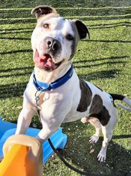 ICEY -  Pit Bull Terrier and Mixed Breed Dog for Adoption in Ocala, Florida - ICEY | PetCurious