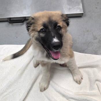 Agnus -  Anatolian Shepherd and Mixed Breed Dog for Adoption in Duncan, Oklahoma - Agnus | PetCurious