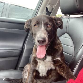 Maisie -  Australian Cattle Dog Blue Heeler Dog Available for Adoption in TIMBERCRK CYN, Texas - Maisie | PetCurious