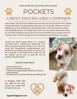 Great Pyrenees and Boxer Dogs Available for Adoption in Pflugerville, Texas - Pockets | PetCurious