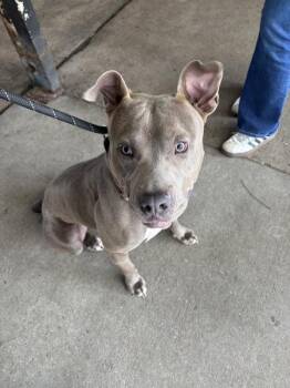 Pit Bull Terrier Dogs Available for Adoption in Mobile, Alabama - Pablo | PetCurious