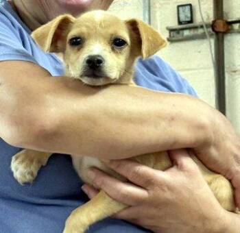 Letty -  Chihuahua and Terrier Dog for Adoption in Bedford Hills, New York - Letty | PetCurious