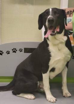 Rescue Great Dane Dogs for Adoption in New Bern, North Carolina - Odin Dane | PetCurious