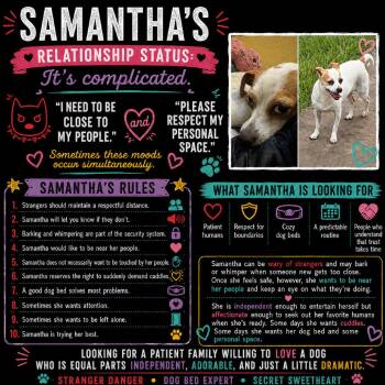 Samantha -  Chihuahua and Mixed Breed Dog for Adoption in Park Row, Texas - Samantha | PetCurious