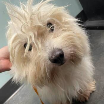 Judge -  Mixed Breed Dog for Adoption in Dickinson, Texas - Judge | PetCurious