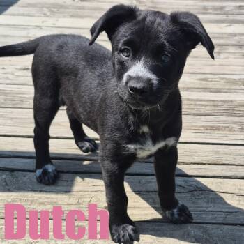 Hound and Shar Pei Dogs Available for Adoption in Ellicott City, Maryland - Dutch | PetCurious