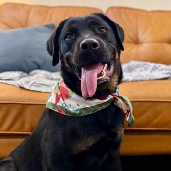 Rottweiler and Black Labrador Retriever Dogs Available for Adoption in Friendswood, Texas - Doris Day Dream | PetCurious