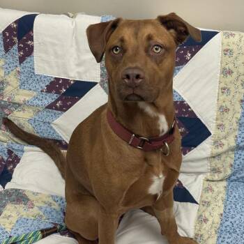 Rhodesian Ridgeback and Mixed Breed Dogs Available for Adoption - Gracie | PetCurious