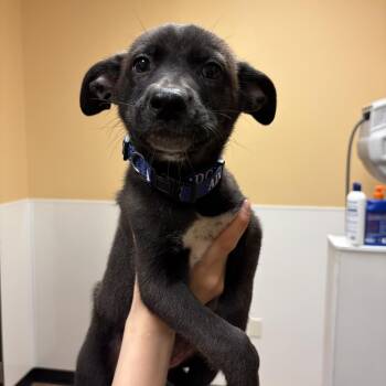 FWT Olly -  Mixed Breed Dog for Adoption in Midland, Texas - FWT Olly | PetCurious